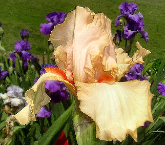 Hampton Horizon - tall bearded Iris