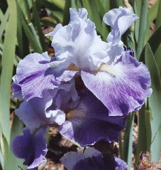 Handiwork - tall bearded Iris
