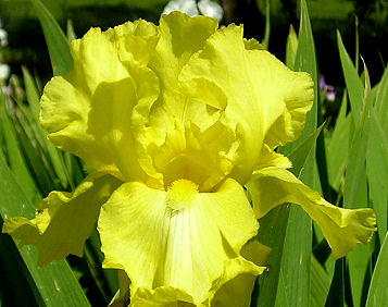 Harvest Of Memories - fragrant reblooming tall bearded Iris