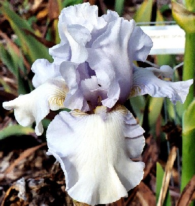 Heart of Ice - reblooming tall bearded Iris