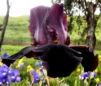 Hell's Fire - reblooming tall bearded Iris