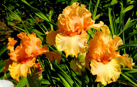 Hindenburg - tall bearded Iris