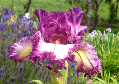 Hippo'z Tutu - tall bearded Iris