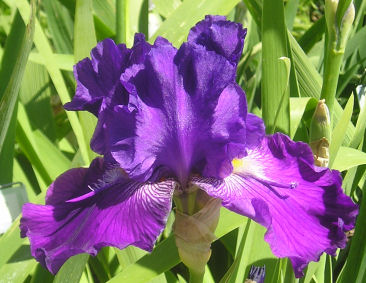 Hookem Horns - fragrant tall bearded Iris