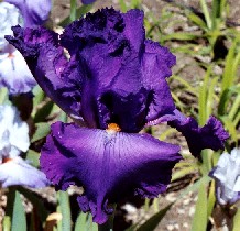 Horatio - reblooming tall bearded Iris