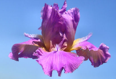 Horny Lorri - tall bearded Iris