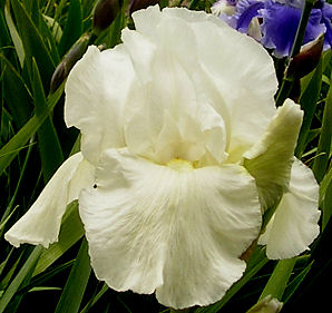 Iris germanica 'Immortality' - Reblooming