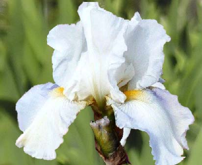 Iceland - fragrant reblooming tall bearded Iris