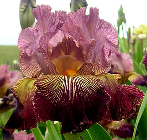 It Happens - tall bearded Iris