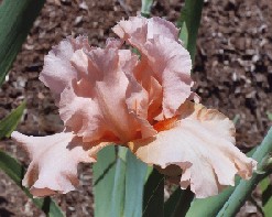 Jaime Lynn - tall bearded Iris