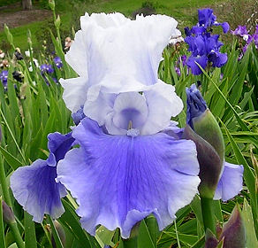 La Mer - fragrant tall bearded Iris