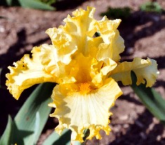 Lacy Moon - fragrant tall bearded Iris