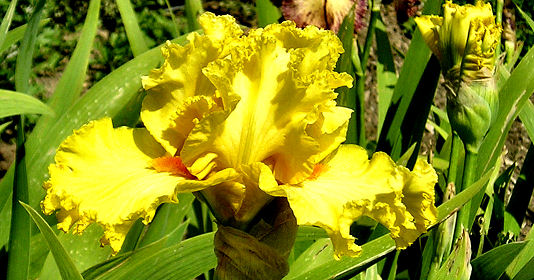 Lacy Primrose - tall bearded Iris