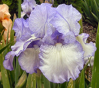 Lady Essex - fragrant reblooming tall bearded Iris