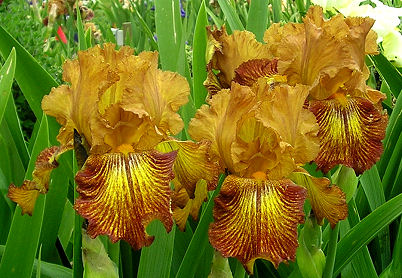 Lightning Streak - reblooming tall bearded Iris