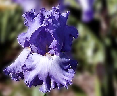 Lingering Melody - tall bearded Iris