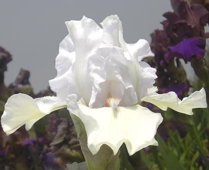 Luciole - tall bearded Iris