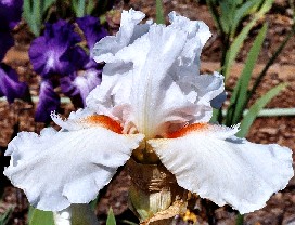 Lurid - tall bearded Iris
