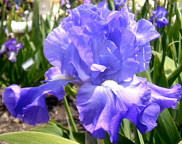 Margaret Helen - tall bearded Iris