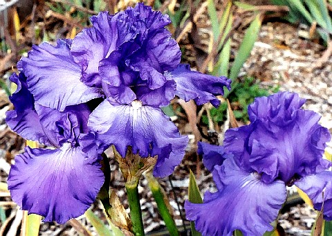 Marge M - fragrant tall bearded Iris