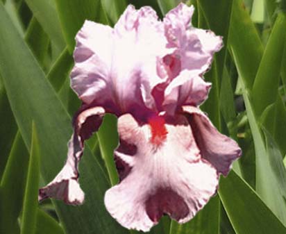 Miss Sara - tall bearded Iris
