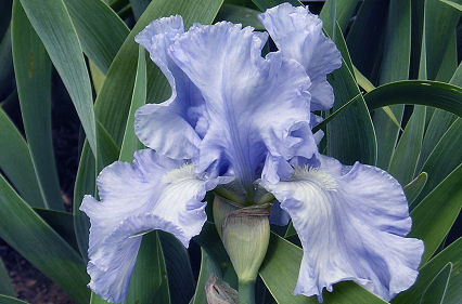Morwenna - fragrant tall bearded Iris