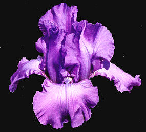 Mulberry Mist - reblooming tall bearded Iris