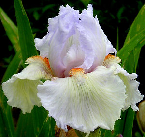 Opal's Legacy - tall bearded Iris