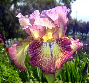 Paprika Fono's - reblooming tall bearded Iris