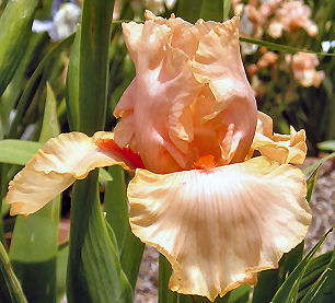 Peach Reprise - reblooming border bearded Iris