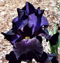 Phantom Masquerade - tall bearded Iris