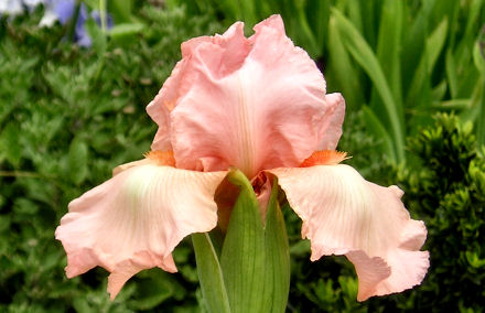 Pink Design - tall bearded Iris
