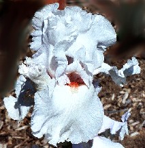 Pink Lenox - tall bearded Iris