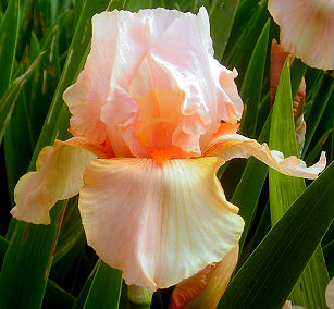 Pink Reprise - reblooming border bearded Iris