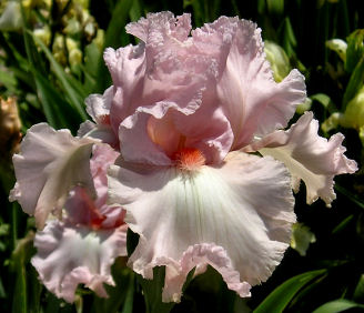 Pink Starlet - tall bearded Iris