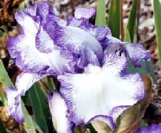 Prince of Earl - reblooming tall bearded Iris