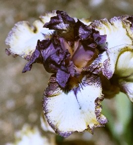 Progressive Attitude - fragrant reblooming tall bearded Iris