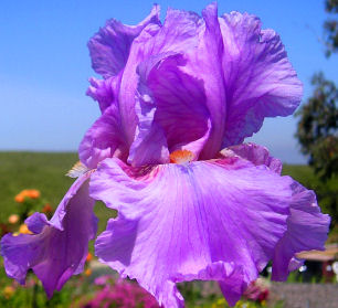 Quiet Friendship - tall bearded Iris