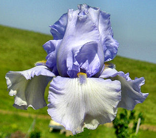 Rain Check - tall bearded Iris