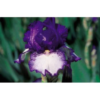 Redelta - reblooming tall bearded Iris
