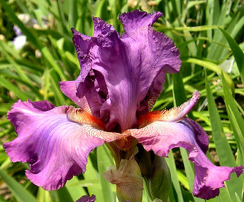 Reincarnation - fragrant reblooming tall bearded Iris