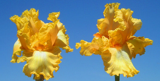 Replay - reblooming tall bearded Iris