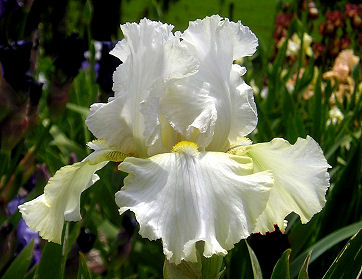 Returning Chameleon - fragrant reblooming tall bearded Iris