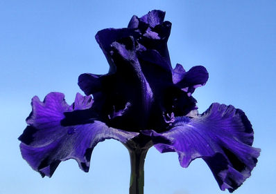 Rhythm King - fragrant tall bearded Iris