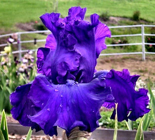 Rodeo Drive - fragrant tall bearded Iris