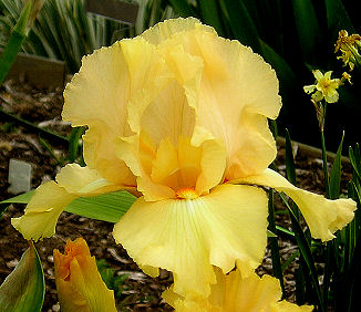 Roney's Encore - reblooming tall bearded Iris