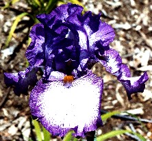 Sara's Beauty - tall bearded Iris