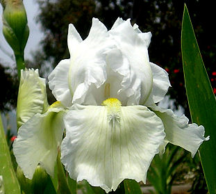 Second Wind - reblooming tall bearded Iris