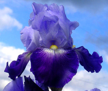 Sign of Virgo - Tall bearded Iris