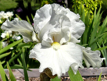 St. Petersburg - fragrant reblooming tall bearded Iris